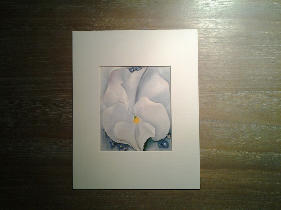 White Pansy