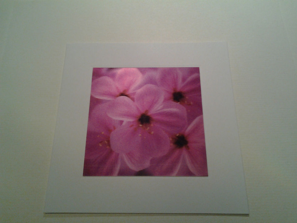 Geranium