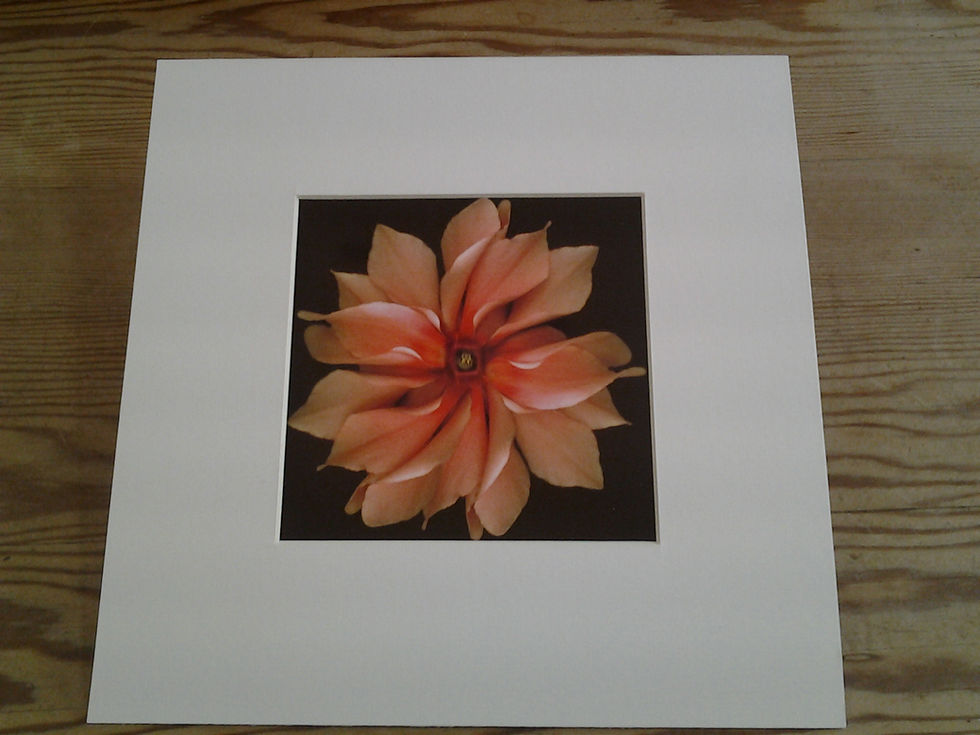 Cyclamen Wheel