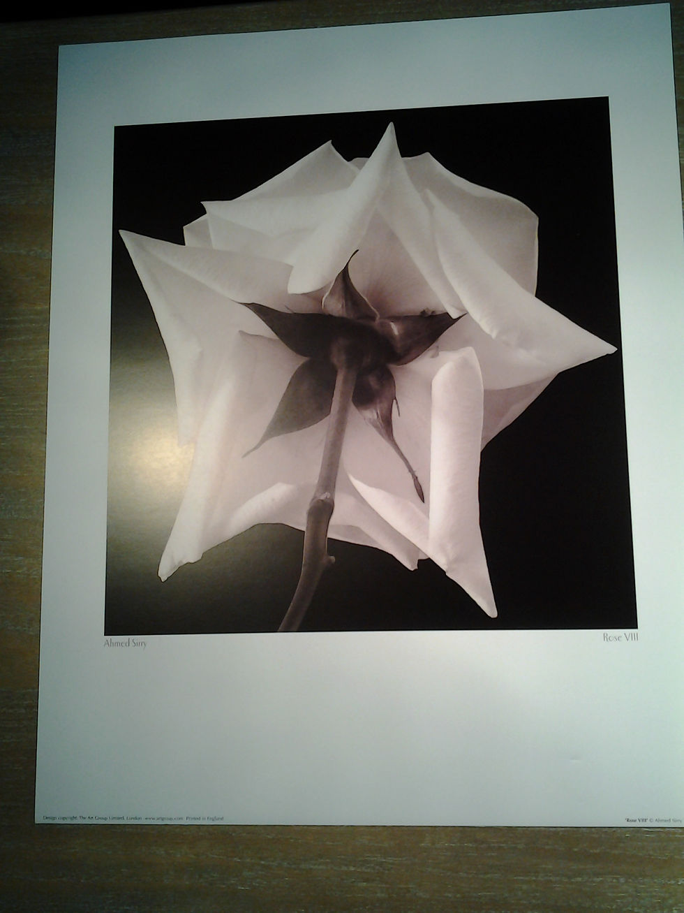 Rose VIII
