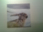 Winter Hare