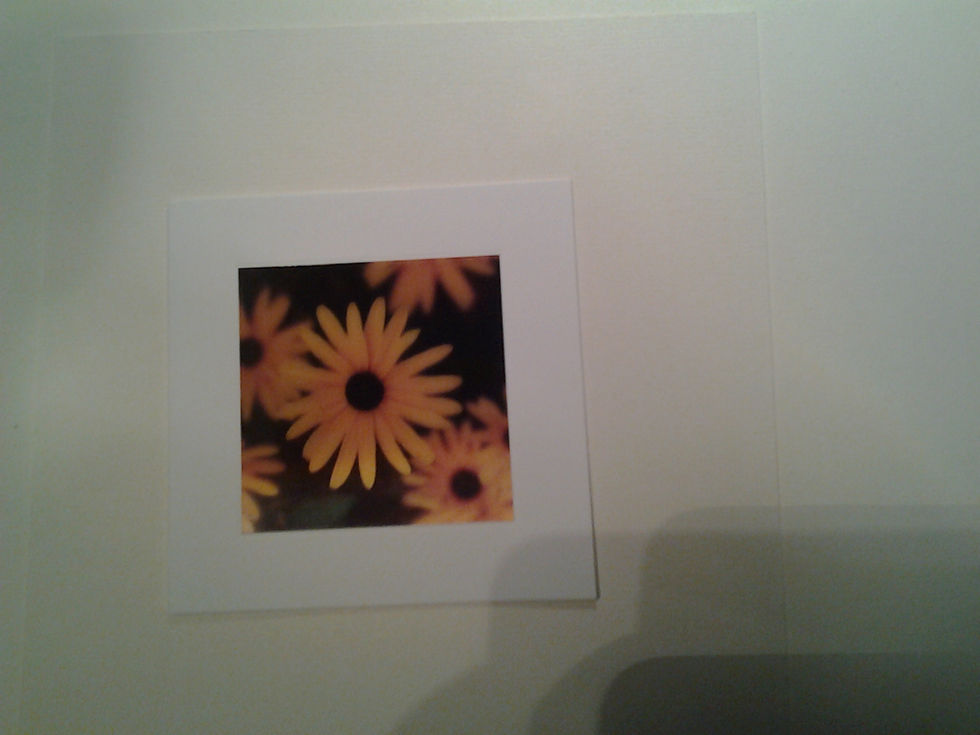 Rubeckia