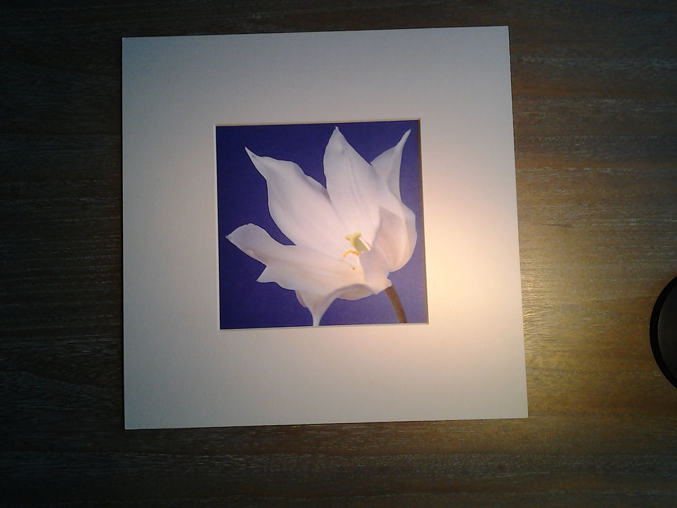 Tulip 1