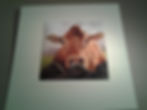 Brown Cow