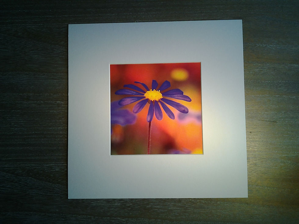 Kingfisher Daisy