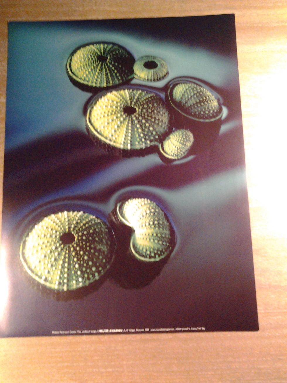 Sea Urchins