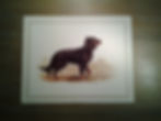 Gordon Setter
