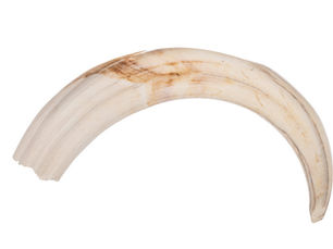 Varacskos disznó agyar