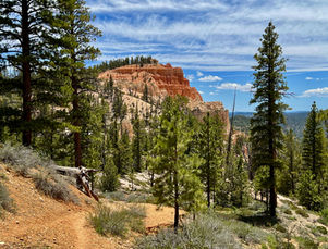 Pine forest and red rock formations along Swamp Canyon Loop trail, Bryce Canyon Utah