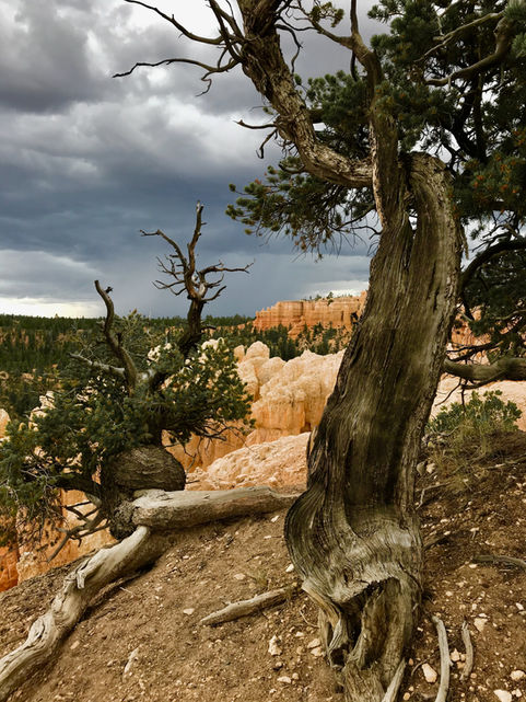 Gnarled tree along the Rim Trail with canyon views beyond in Bryce Canyon