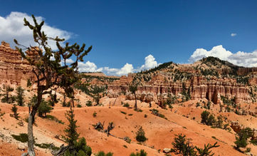 Lone tree overlooking layered hoodoos and ridges along Fairyland Loop