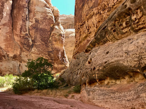 Textured canyon wall with desert vegetation along Spring Canyon route