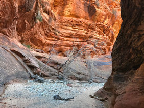 Curving sandstone walls glowing with reflected light along Clear Creek in Zion National Park