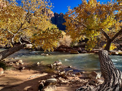 Golden cottonwoods along the Virgin River in fall on the Pa’rus Trail