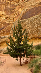 Tall canyon walls and narrow passage leading deeper into SpringCanyon