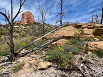 Rocky terrain and scattered pines along Swamp Canyon Loop trail near Sheep Creek drainage