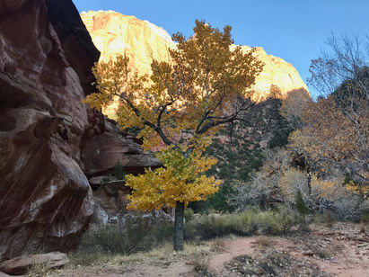 Cottonwood trees in fall color along the Virgin River in Zion Canyon
