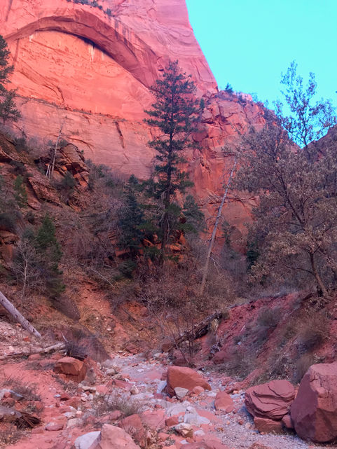 Steep red rock walls with pine trees clinging to ledges beneath a bright sky