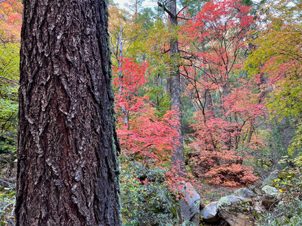 colorful leaves in Long Canyon