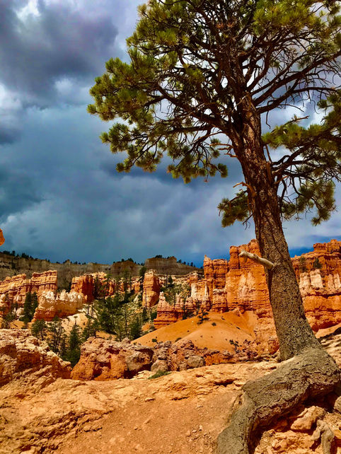 Twisted pine framing red rock formations along Bryce Canyon Rim Trail