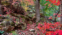 peak fall color in Long Canyon, Sedona