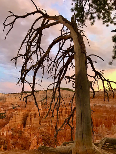 Tree overlooking glowing orange hoodoos at sunset from Bryce Canyon Rim Trail