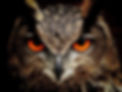 owl-50267_960_720.jpg