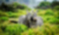 kenya-1883654_960_720.jpg