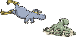 octopus01
