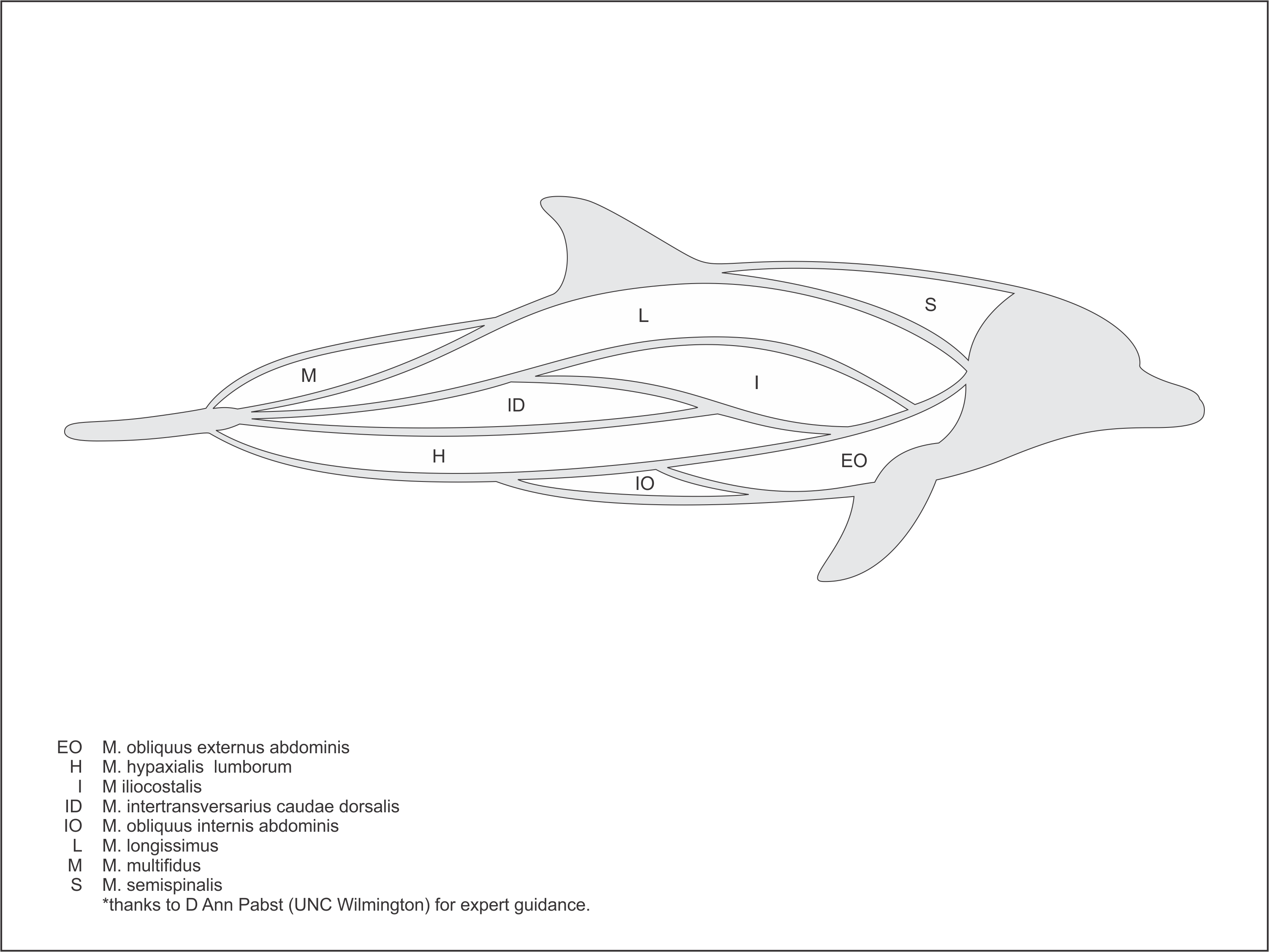 dolphinFountain-musculature