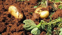 famous Cyprus Potato in North Cyprus
