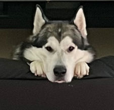 Alaskan Malamute Puppies for sale