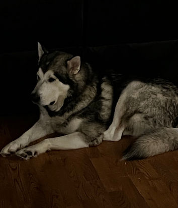 Alaskan Malamute Puppies for sale