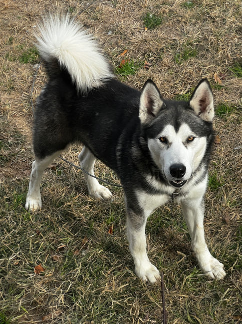 Alaskan Malamute Puppies for sale