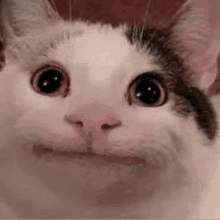 beluga-cat-meme-discord.gif