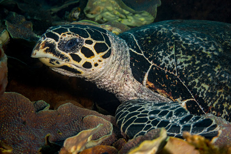 Eye of the Turtle