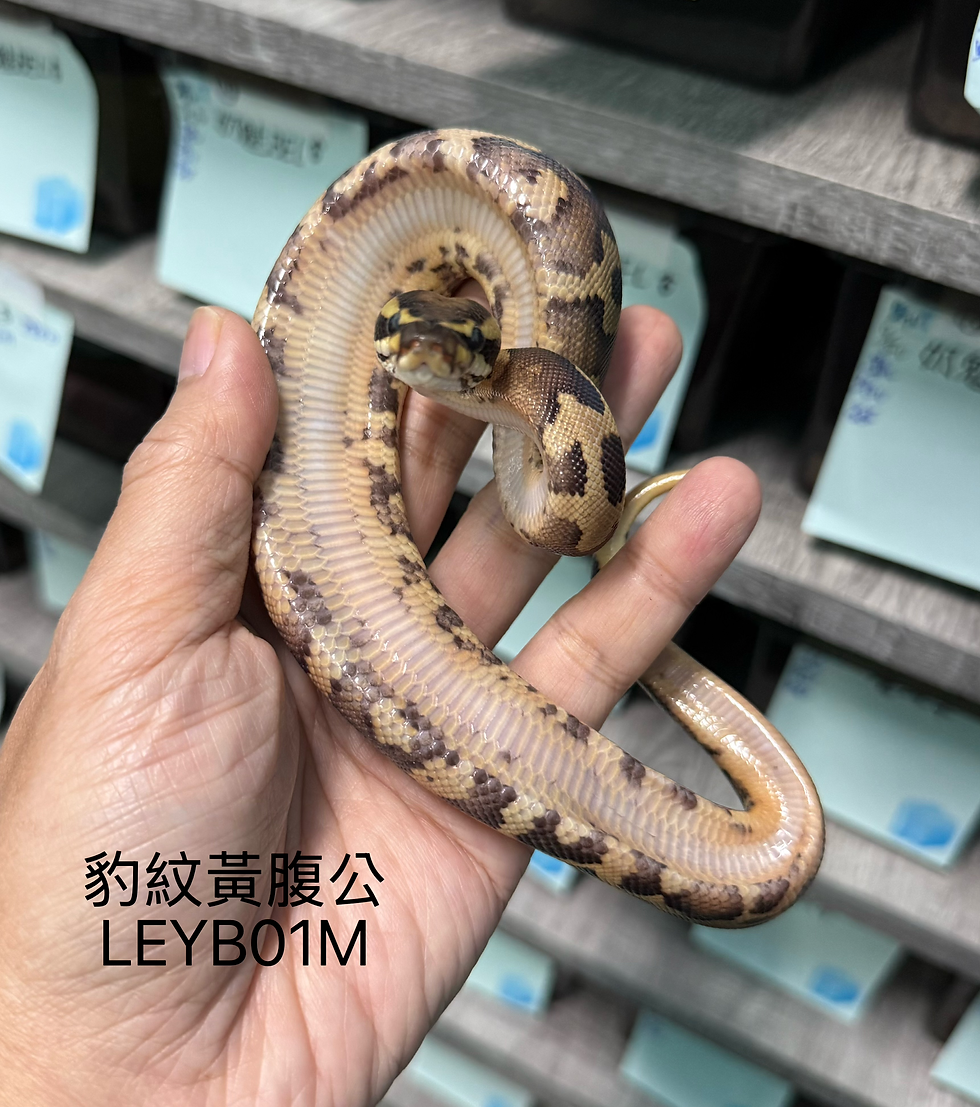 縮圖：豹紋黃腹公