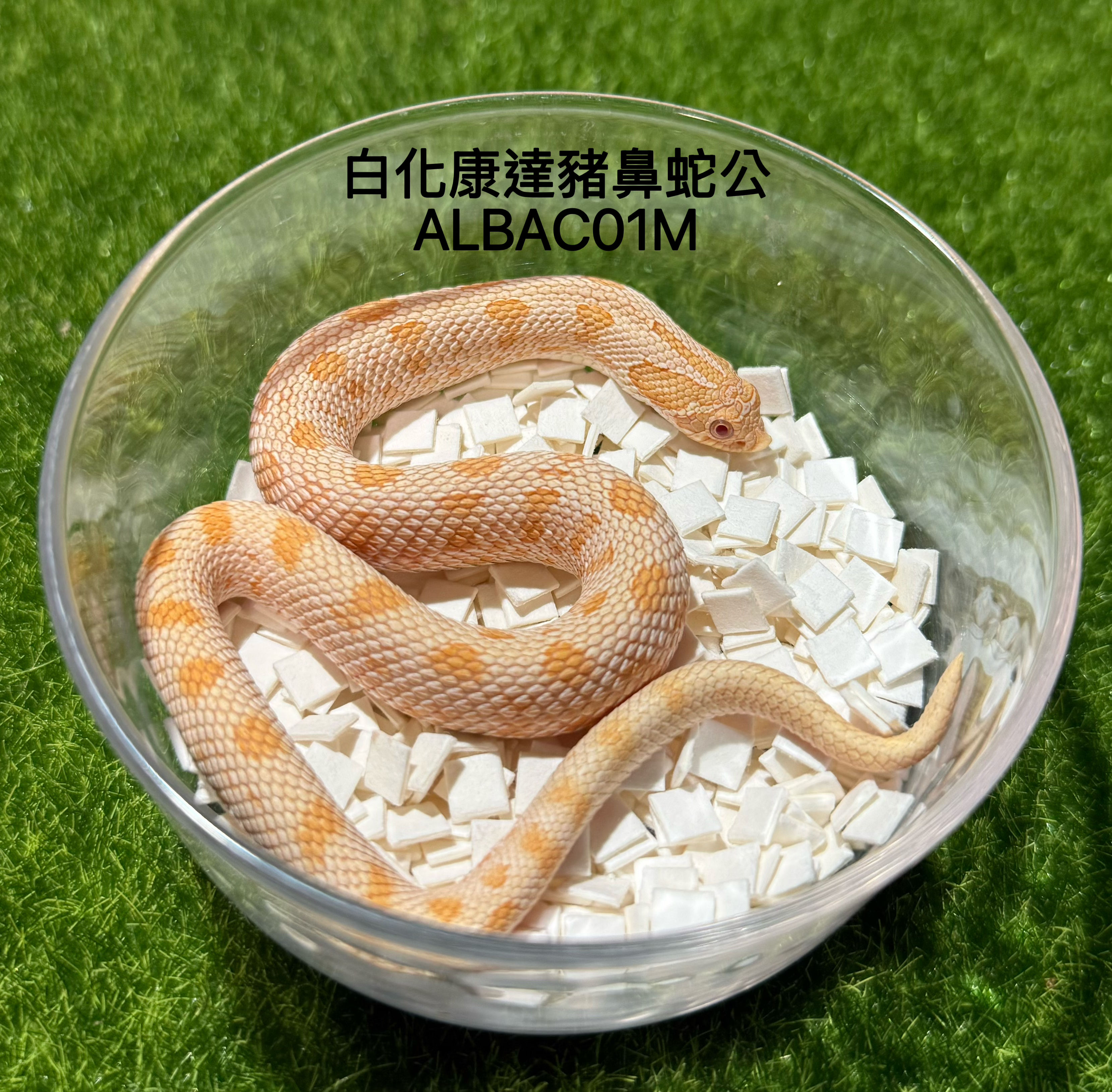 白化康達豬鼻蛇公