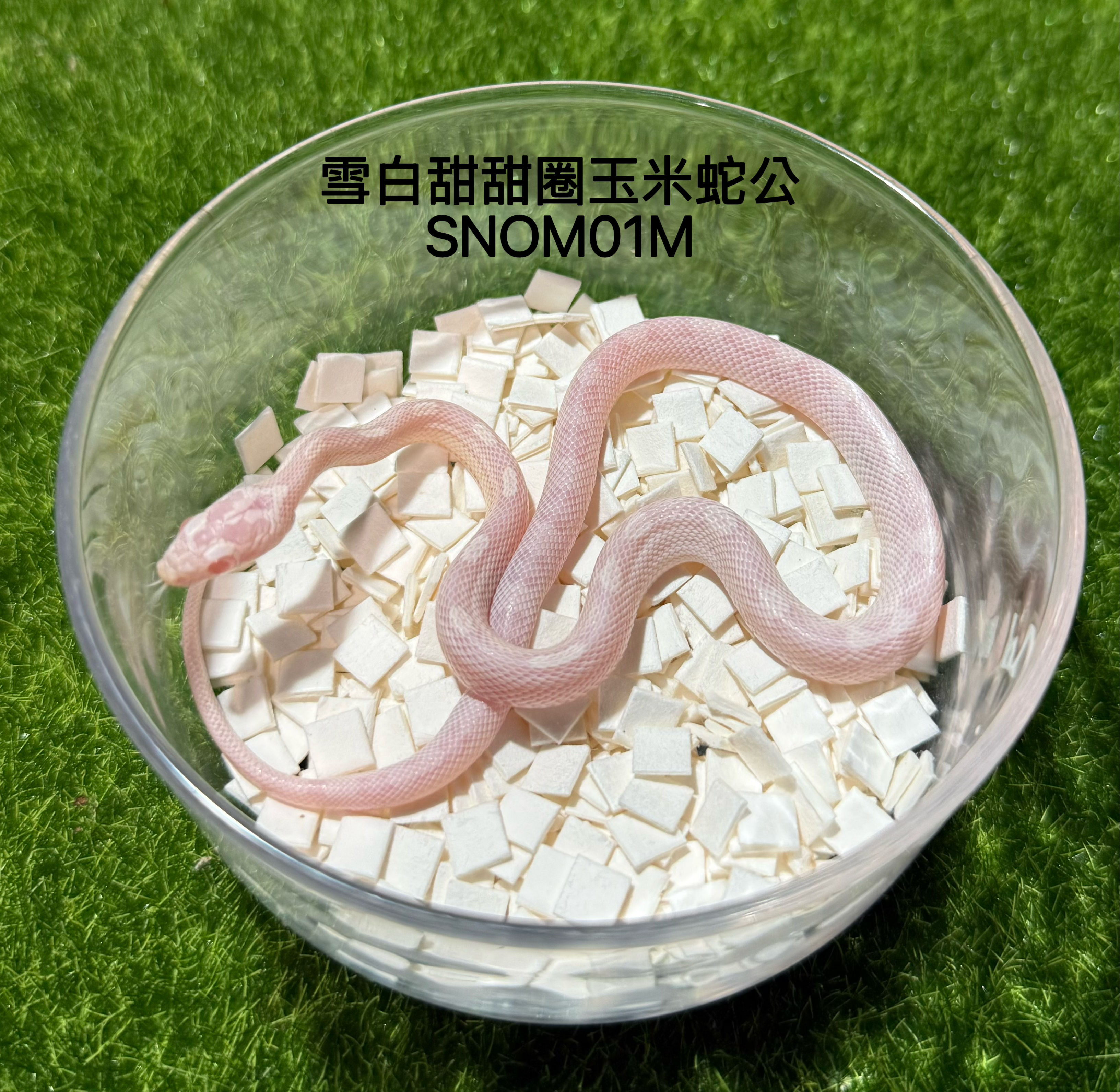 雪白甜甜圈玉米蛇公