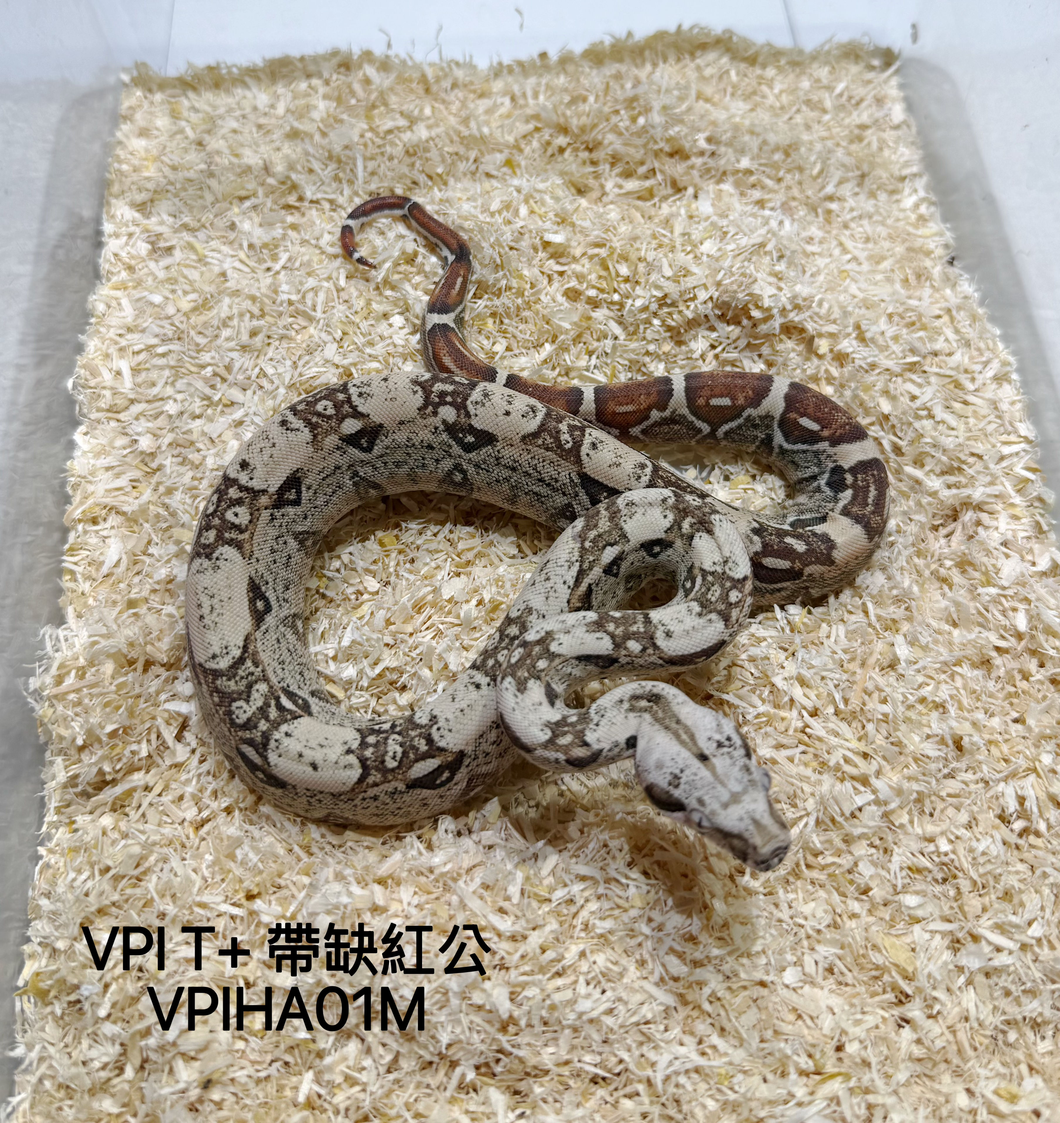 VPI帶缺紅紅尾蚺公