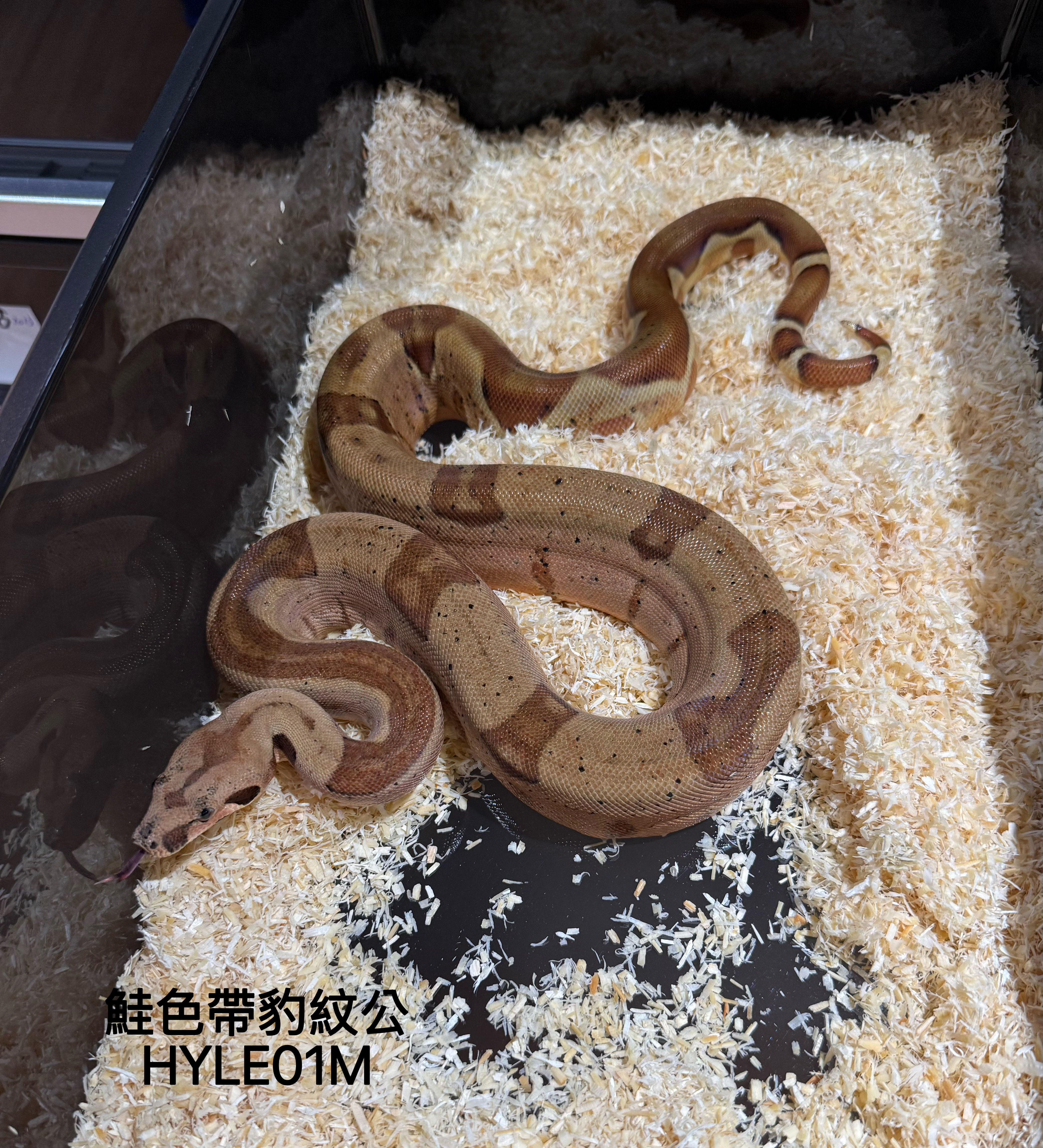 鮭色帶豹紋紅尾蚺公