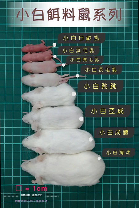 小白鼠尺寸.jpg