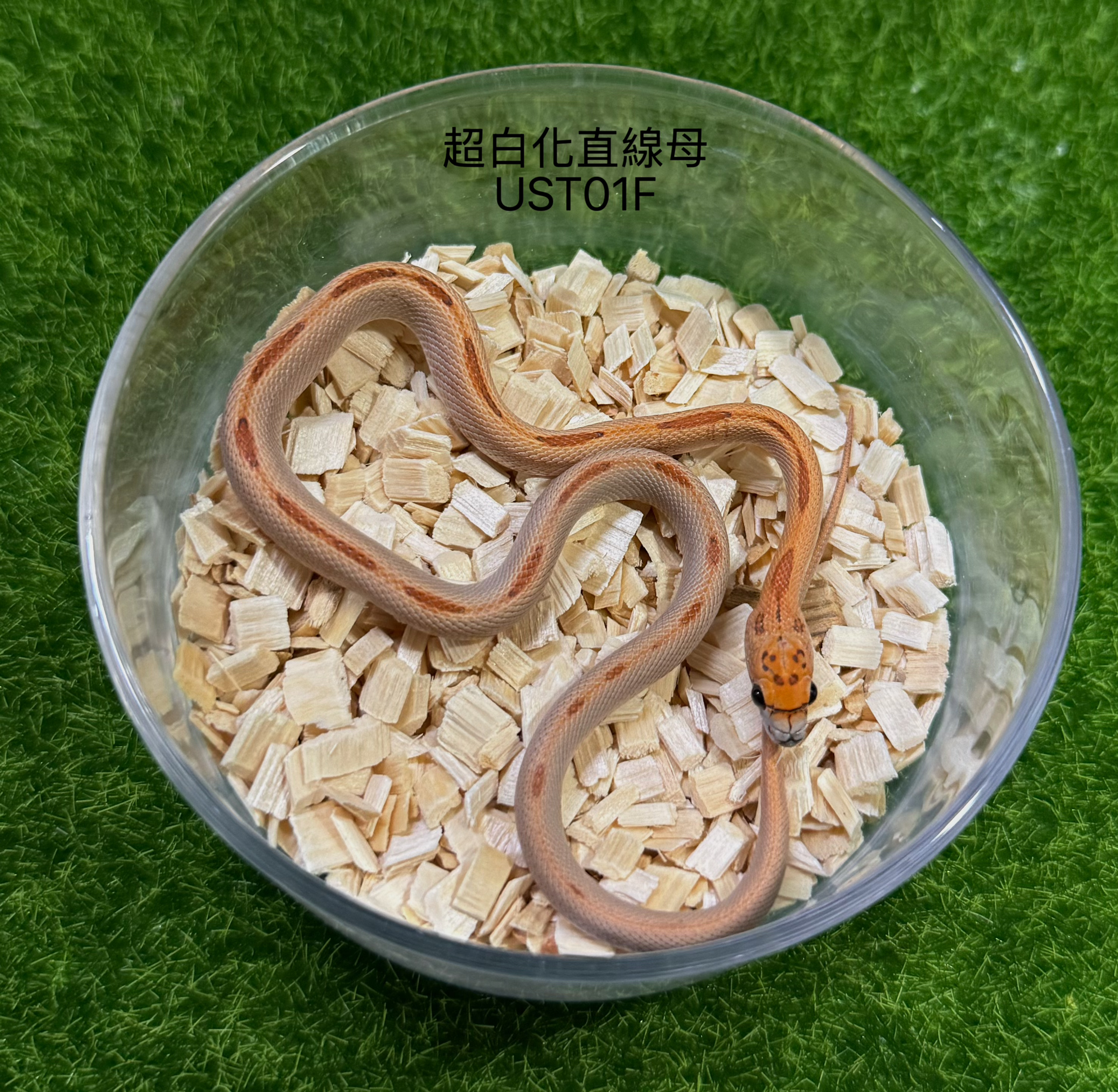 超白化直線玉米蛇母