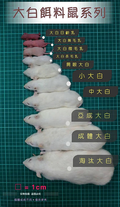 大白鼠尺寸.jpg