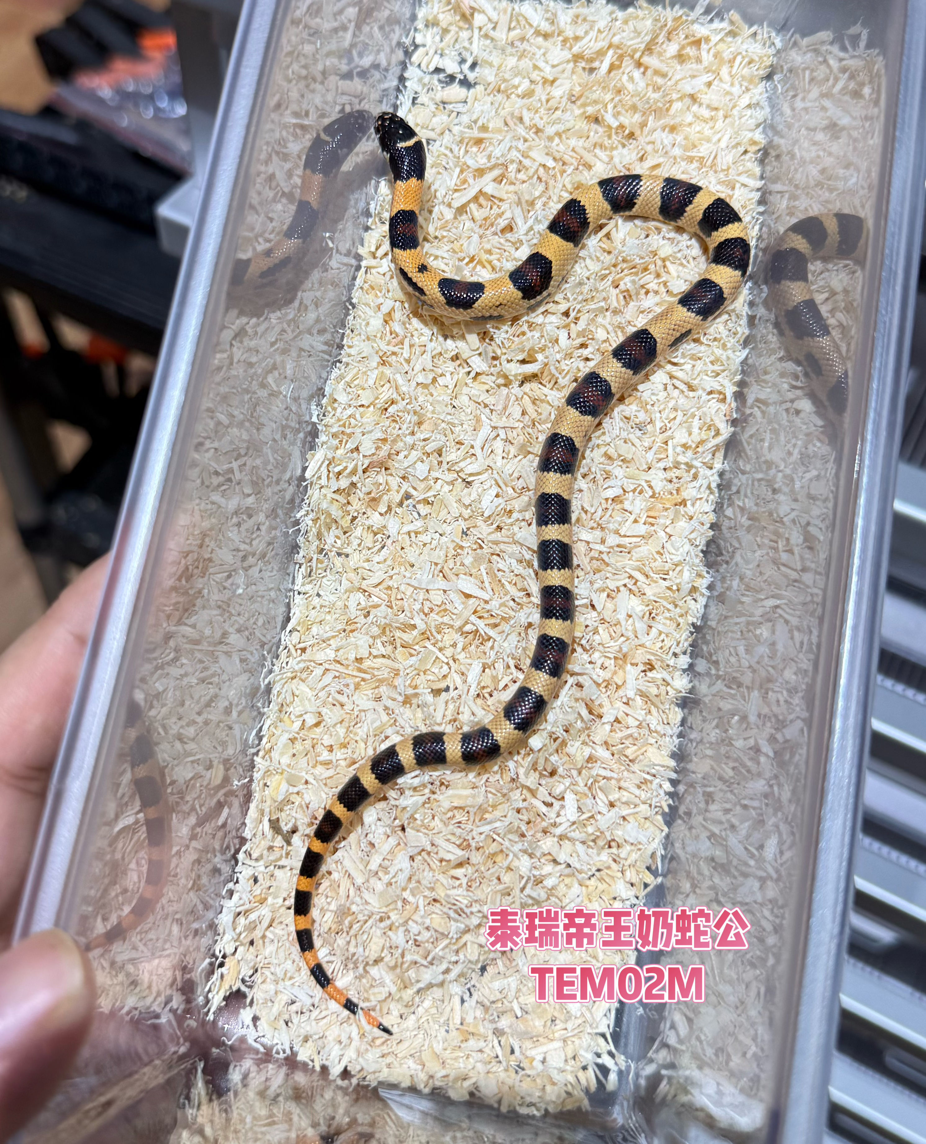 泰瑞帝王奶蛇公