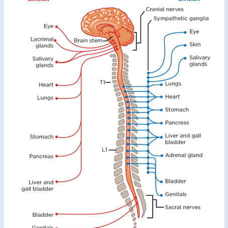 ¿Qué alimentos debo comer y cuáles no?