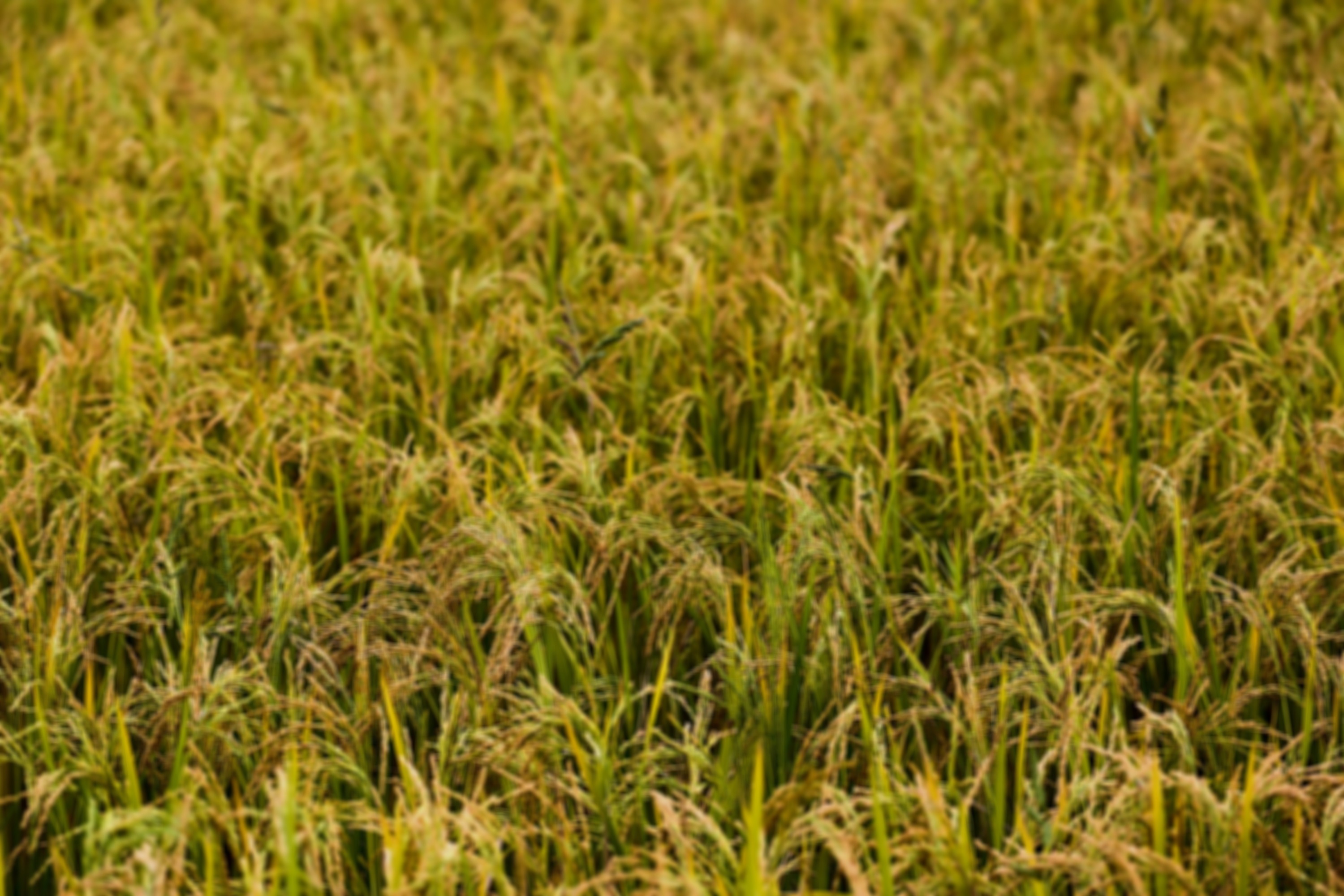 International Rice Festival — Crowley 2026
