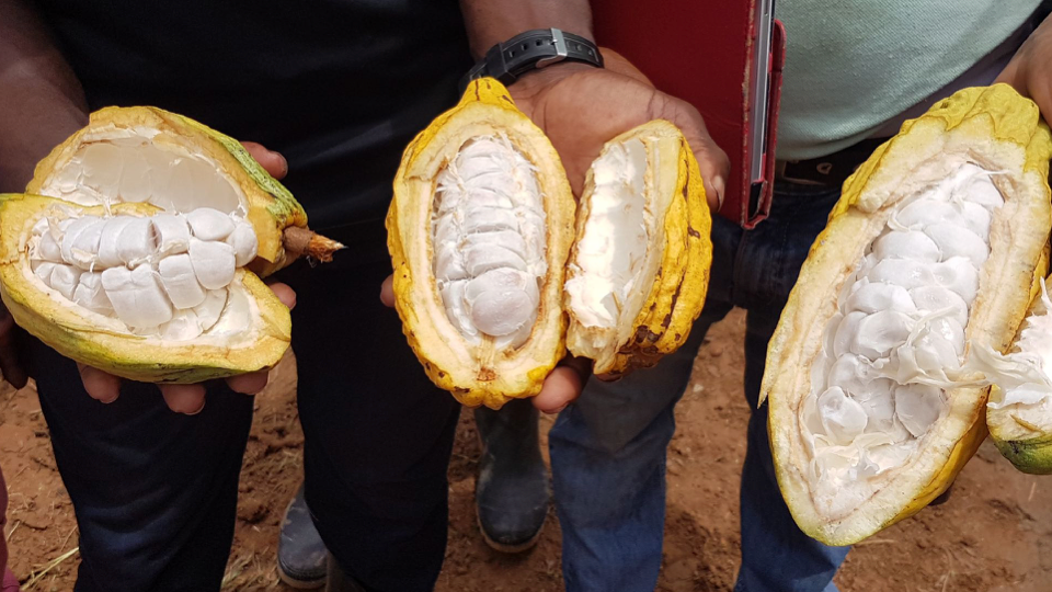 Linking cocoa pulp extraction to quality beans from Côte d'Ivoire - KIEM project