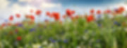 Blumenwiese.jpeg
