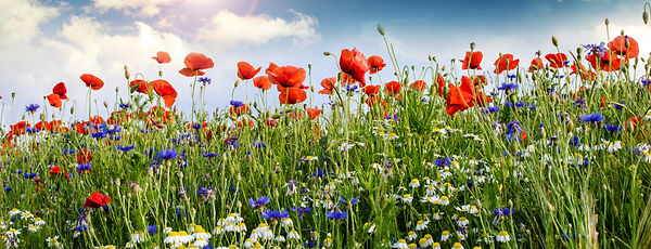 Blumenwiese.jpeg